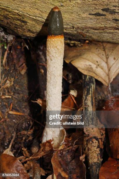 Gemeine Hundsrute Pilze rutenfoermiger Stiel und brauner Kopf in Herbstlaub an Baumstamm liegend