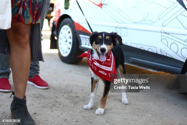 Guests attend the Ollie Pupsgiving Gathering at Platform LA on November 18, 2017 in Los Angeles, California.