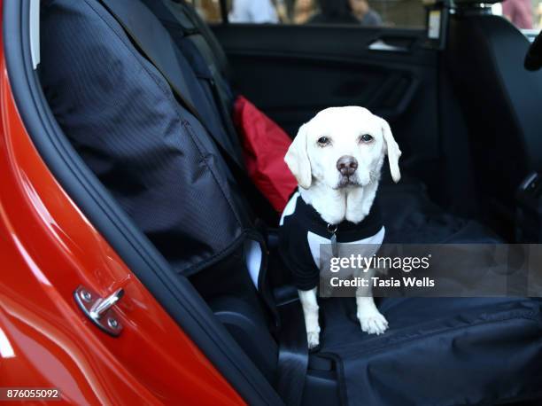 Volkswagen Tiguan Concept shows its chops at the Ollie Pupsgiving Gathering at Platform LA on November 18, 2017 in Los Angeles, California.