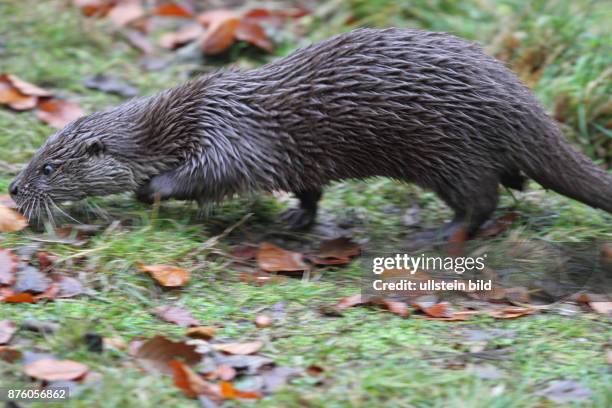 Fischotter Jungtier gehend links sehend in gruener Wiese mit herbstlich verfaerbten braunen Blaettern