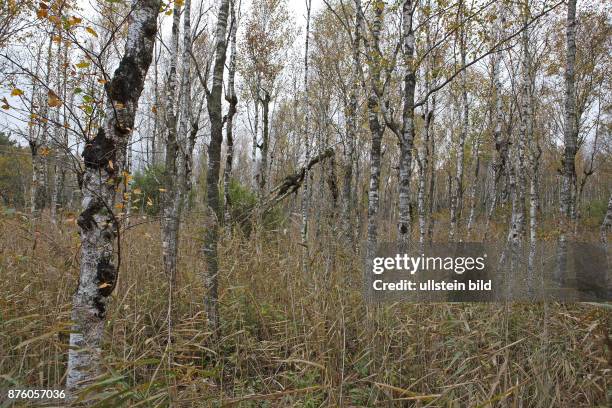 Staudacher Bannwald Birkenwald mit vielen herbstlich gefaerbten Birkenbaeumen und Schilfrohr