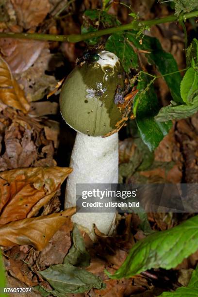 Gemeine Stinkmorchel Fruchtkoerper in braunem Herbstlaub mit weissem Stiel und olivgruenem Kopfteil mit sitzenden Fliegen