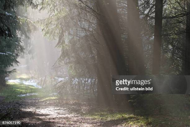 Sonnenstrahlen leuchtend im Wald