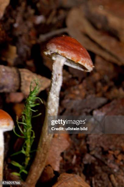 Moos-Schwefelkopf Fruchtkoerper mit grauem Stiel und braunem Hut in Herbstlaub