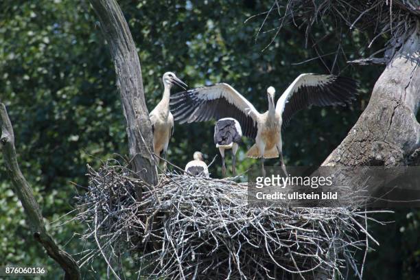 Weissstorch Baumnest mit Altvogel und drei Jungvoegel stehend verschieden sehend