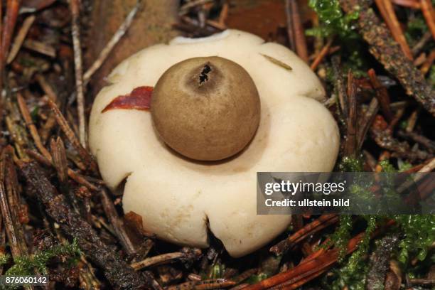 Gewimperter Erdstern graubrauner sternenfoermig aufgerissener Fruchtkoerper mit brauner Sporenkugel in Moos mit Nadelstreu