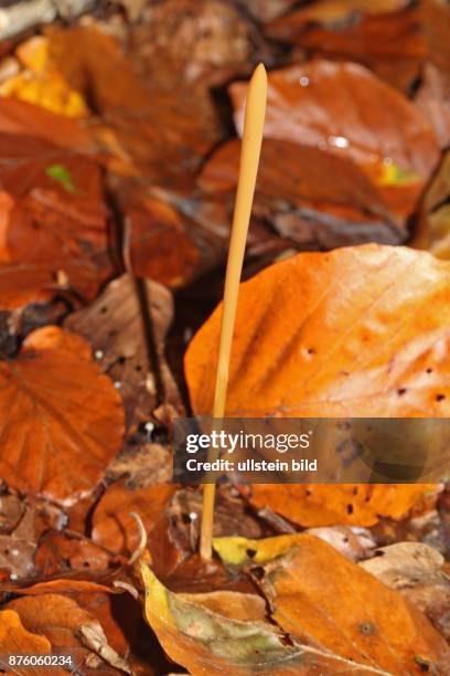 Binsenkeule weisslicher Fruchtkoerper in herbstlich braun verfaerbten Buchenblaettern