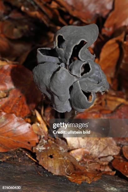 Grubenlorchel Pilze laengsgefurchter brauner Stiel mit beuligem graubraunen Kopfteil in Herbstlaub von vorne