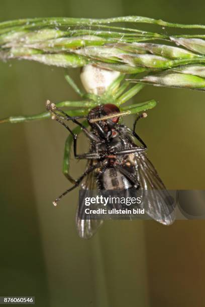 Gruene Krabbenspinne an gruenem Grashalm haengend von vorne hersehend mit Fliege als Beute