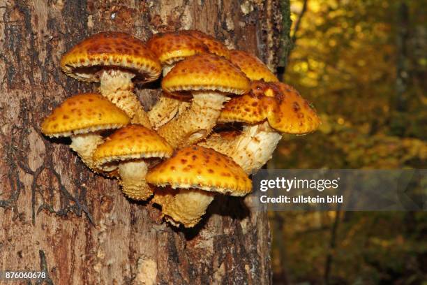 Goldfell-Schueppling zehn Fruchtkoerper nebeneinander mit hellgelben Stielen und gelben Hueten an Baumstamm mit herbstlich gefaerbter Waldkulisse