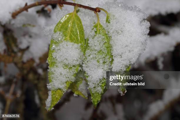 Bunte Blaetter schneebedeckt