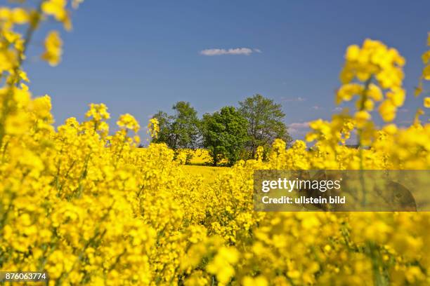 Rapsfeld gelb bluehend mit Baumgruppe vor blauem Himmel mit weissen Wolken