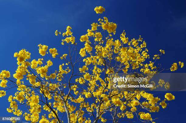 yellow trumpet tree (handroanthus chrysotrichus, synonym tabebuia chrysotricha) in bloom - tabebuia stock pictures, royalty-free photos & images