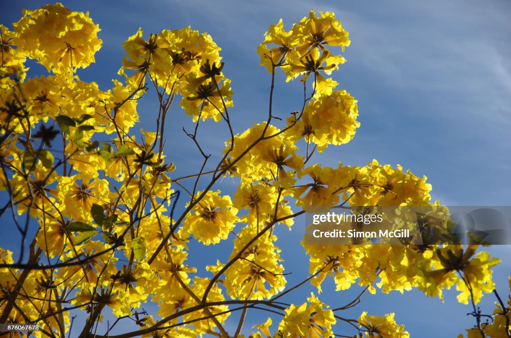 Yellow Trumpet Tree (Handroanthus chrysotrichus, synonym Tabebuia chrysotricha) in bloom