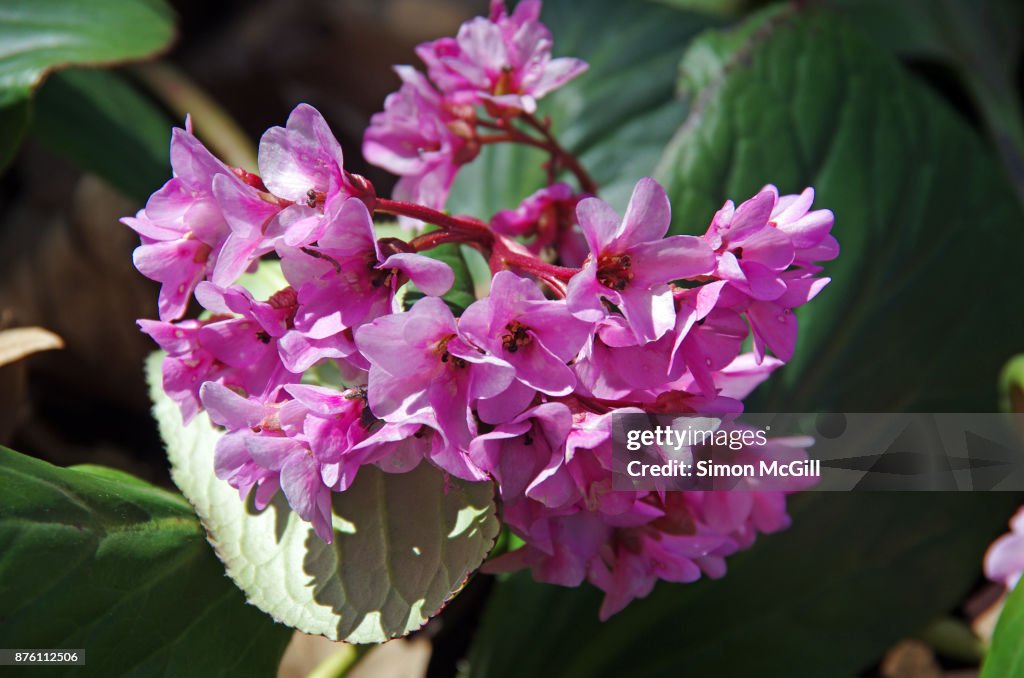Heartleaf Bergenia (Bergenia cordifolia) in bloom