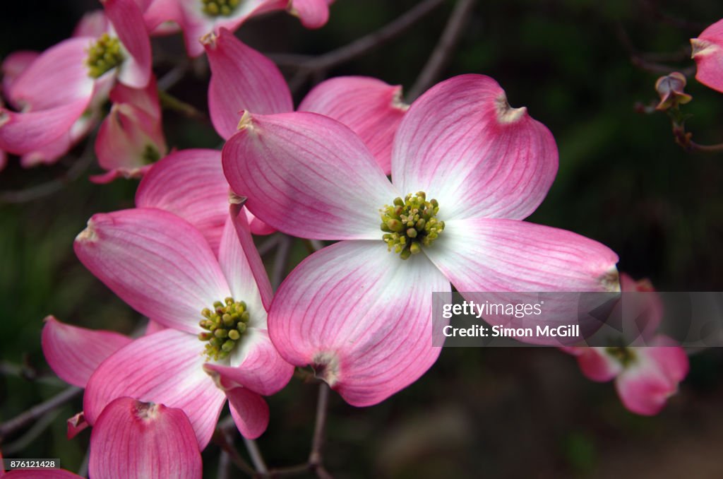 Pink flowering dogwood (Cornus florida) blooming in springtime