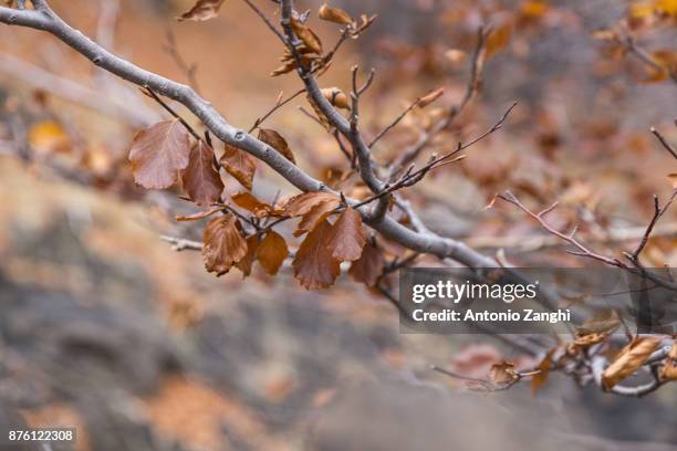 beechwood timparossa, etna park - catania, sicily - etna orange stockfoto's en -beelden