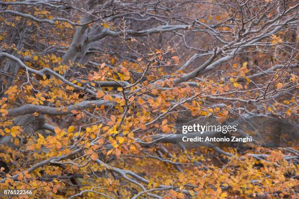 beechwood timparossa, etna park - catania, sicily - etna orange stockfoto's en -beelden