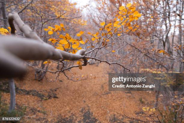 beechwood timparossa, etna park - catania, sicily - etna orange stockfoto's en -beelden