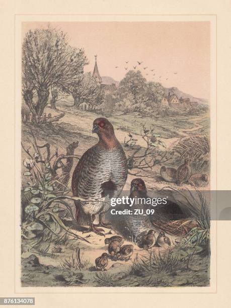 grey partridge (perdix perdix), threatened species, hand-colored lithograph, published 1885 - perdix stock illustrations
