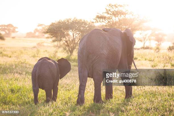 familie olifant - tarangire national park stockfoto's en -beelden
