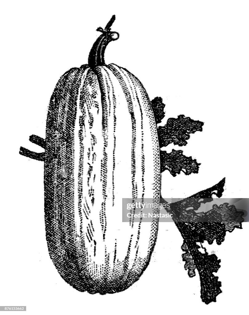 Cucurbita pepo (pumpkin) , summer squash