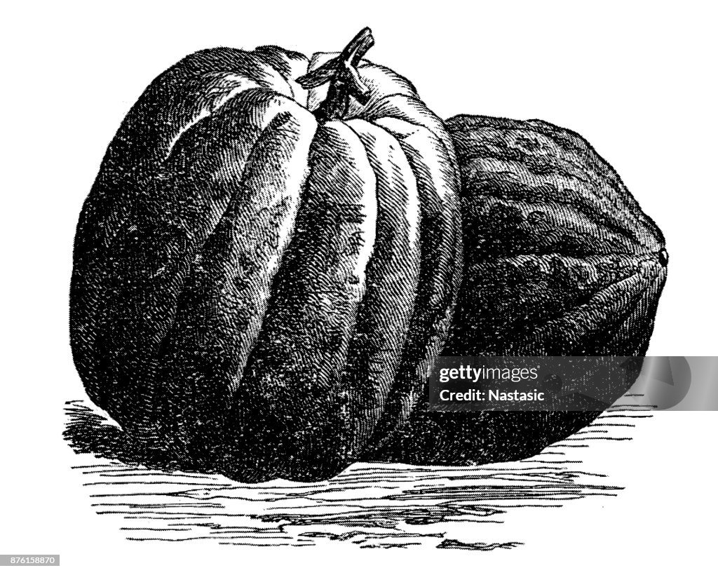 Pumpkin