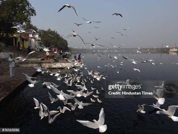 People feed seagulls along the Yamuna River on a clean weather morning, on November 18, 2017 in New Delhi, India. The air was at its cleanest in a...