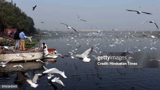 People feed seagulls along the Yamuna River on a clean weather morning, on November 18, 2017 in New Delhi, India. The air was at its cleanest in a...