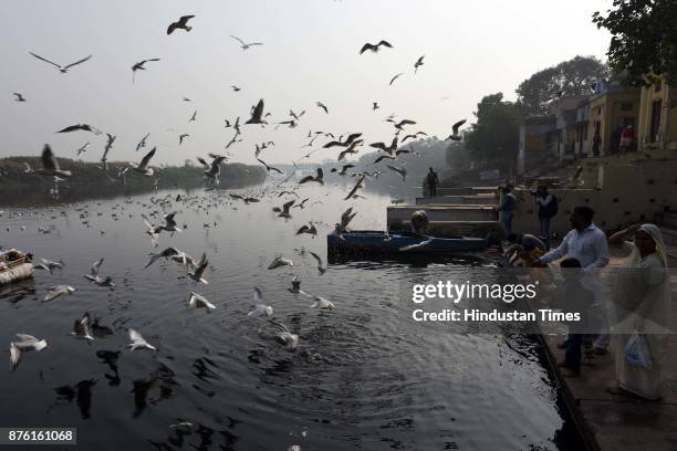 People feed seagulls along the Yamuna River on a clean weather morning, on November 18, 2017 in New Delhi, India. The air was at its cleanest in a...