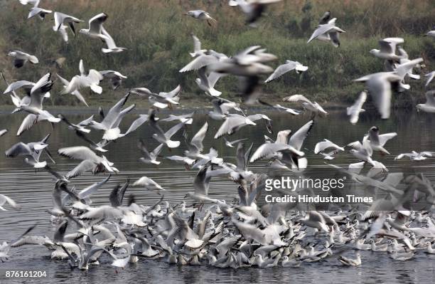 People feed seagulls along the Yamuna River on a clean weather morning, on November 18, 2017 in New Delhi, India. The air was at its cleanest in a...