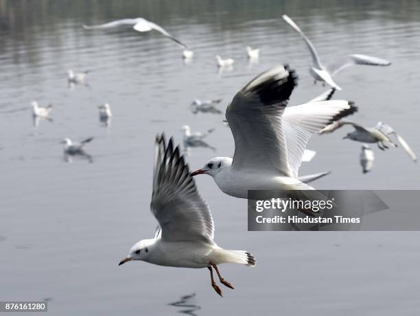 Seagulls along the Yamuna River on a clean weather morning, on November 18, 2017 in New Delhi, India. The air was at its cleanest in a month and...