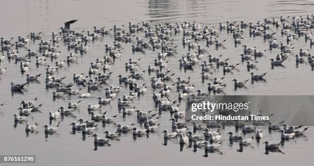 Seagulls along the Yamuna River on a clean weather morning, on November 18, 2017 in New Delhi, India. The air was at its cleanest in a month and...