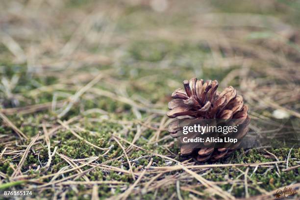 pine cone - conifer cone stock pictures, royalty-free photos & images