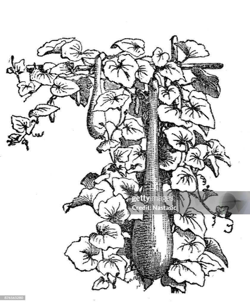 Die Kalebasse oder weiß – geblühten Kürbis, Lagenaria Siceraria, Opo Squash, lange Melone, Suzza Melone, Neu-Guinea Bohne und Tasmanien Bohne