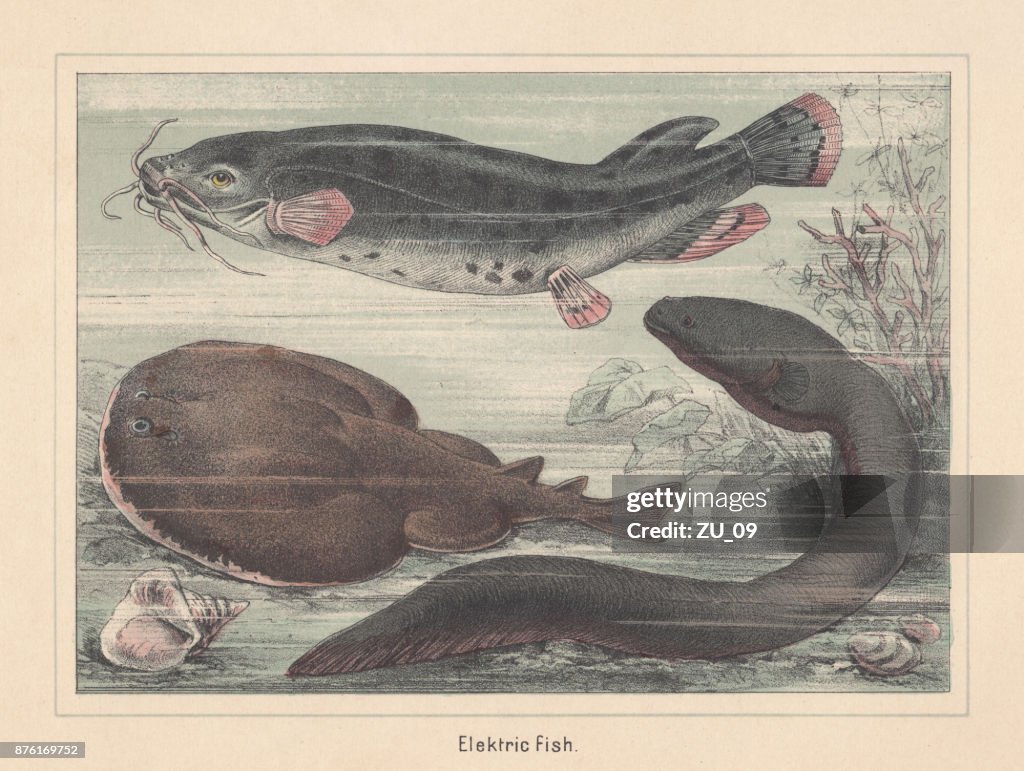 Electric fish species: catfish, ray, eel, hand-colored lithograph, published 1885