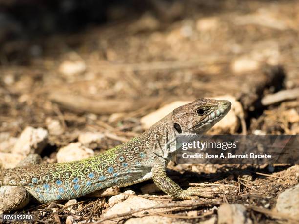 oscellated lizard (timon lepidus) still in the soil hunting. spain - spotted python stock pictures, royalty-free photos & images