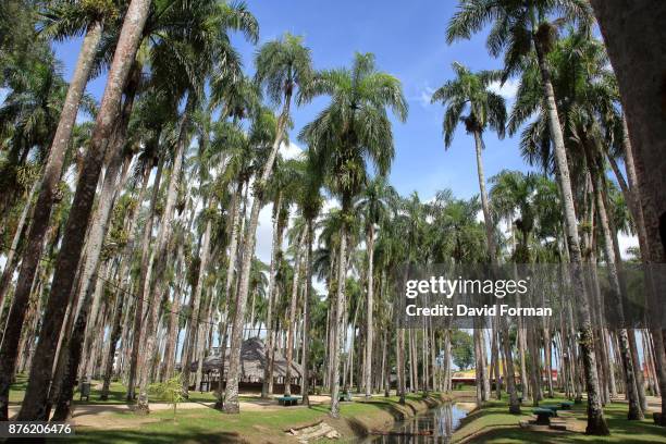 the palmentuin (garden of royal palms) in paramaribo, suriname. - paramaribo stock-fotos und bilder