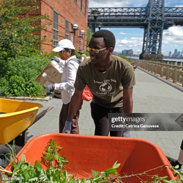 young man uses wheelbarrow to collect weeds at the lower eastside ecology center's stewardship public volunteer event in east river park, new york city, new york, usa. - new york summer press day stockfoto's en -beelden