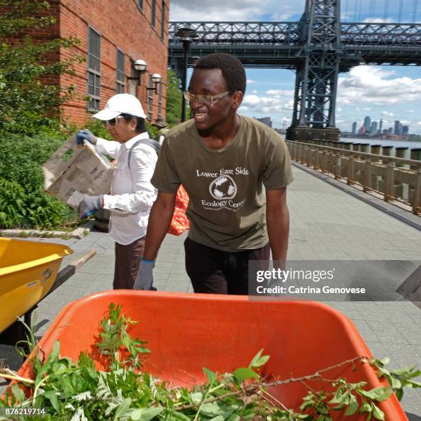 young man uses wheelbarrow to collect weeds at the lower eastside ecology center's stewardship public volunteer event in east river park, new york city, new york, usa. - new york summer press day ストックフォトと画像