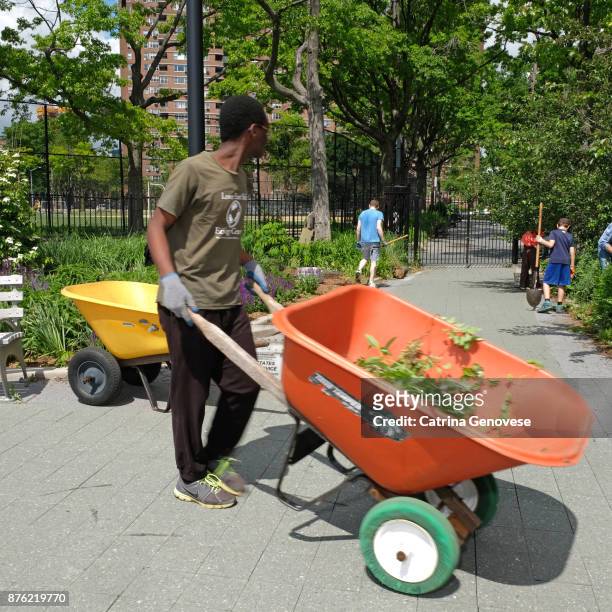 young man uses wheelbarrow to collect weeds at thelower eastside ecology center's stewardship in east river park public volunteer event - new york summer press day imagens e fotografias de stock