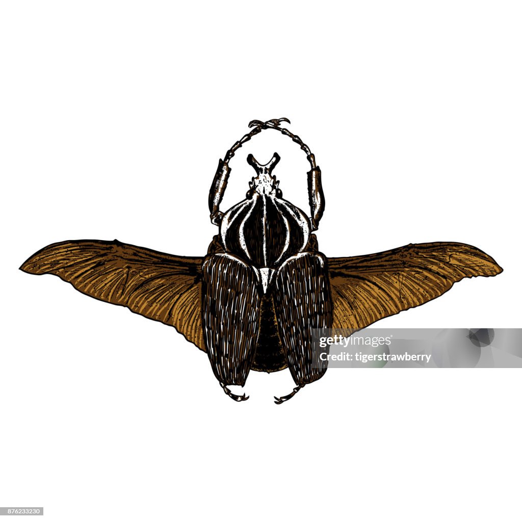 Hatching Drawing Insect Insect Stipple Drawing Isolated In Color For Halloween Insects And Bug ...