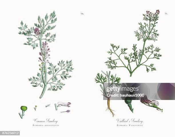 一般的なカラクサケマン、fumaria オフィシナリス、ビクトリア朝の植物図 1863 - ベンケイソウ点のイラスト素材／クリップアート素材／マンガ素材／アイコン素材