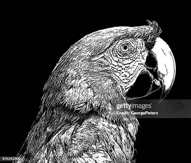 discovering mexico. scarlet macaw - scarlet macaw stock illustrations