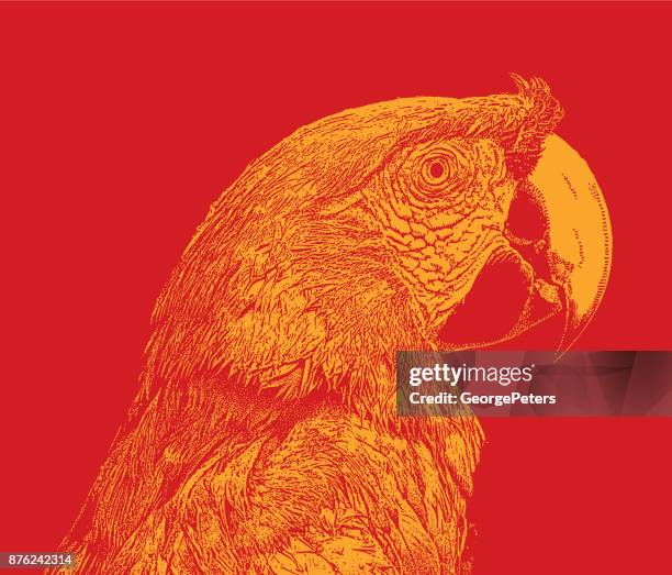 discovering mexico. scarlet macaw - scarlet macaw stock illustrations