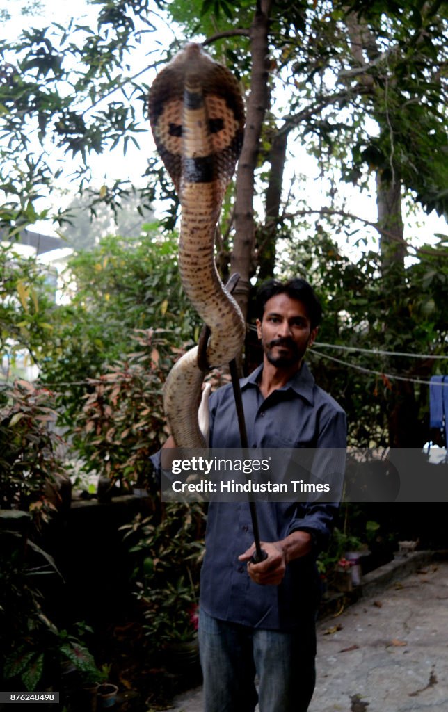 8 Snakes, One Scorpion Rescued By Snakes Rescuer Dinesh Gohil In Mumbai