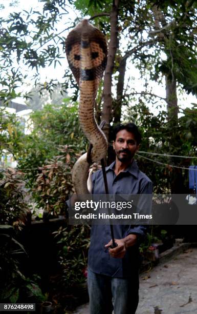 Snake rescuer Dinesh Ghohil rescue 3 baby spectacle cobras, 2 adult size cobras, 3 baby Russell's vipers and one scorpion in last two days, on...