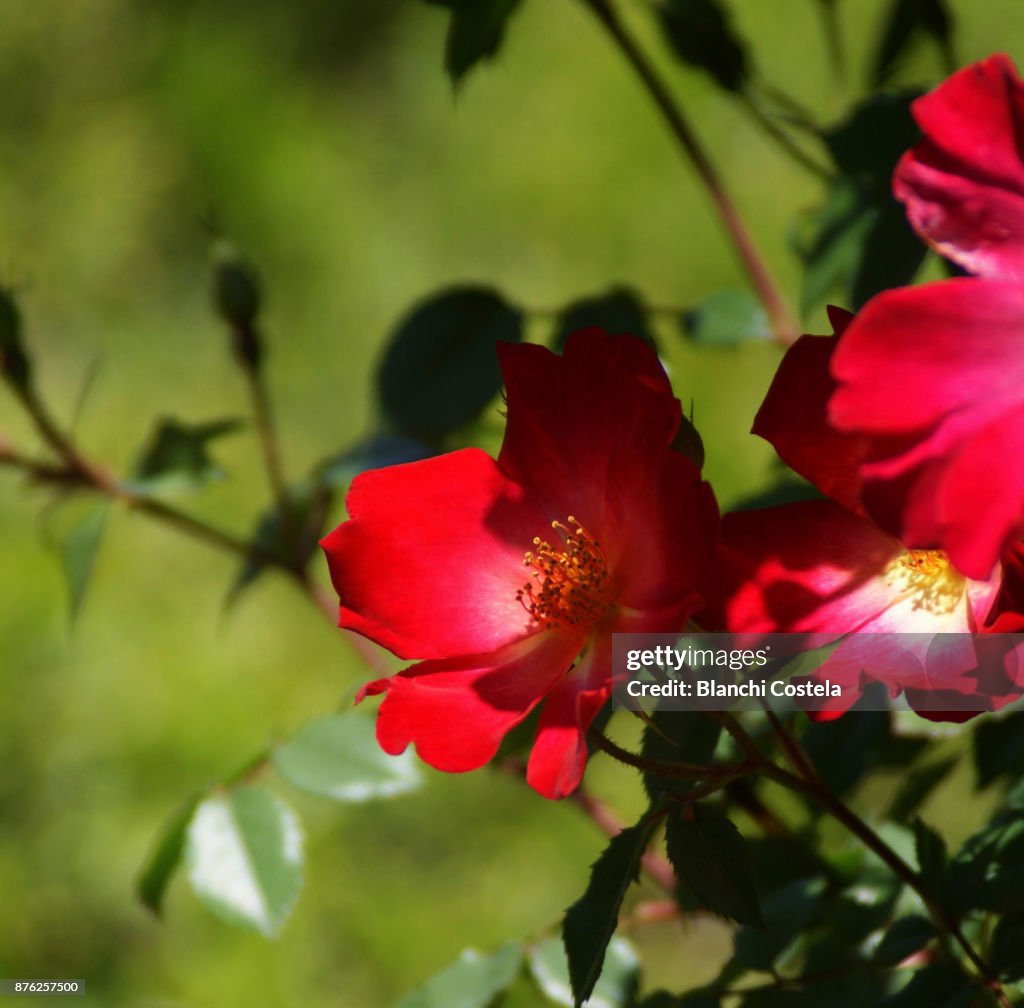 Red roses in nature