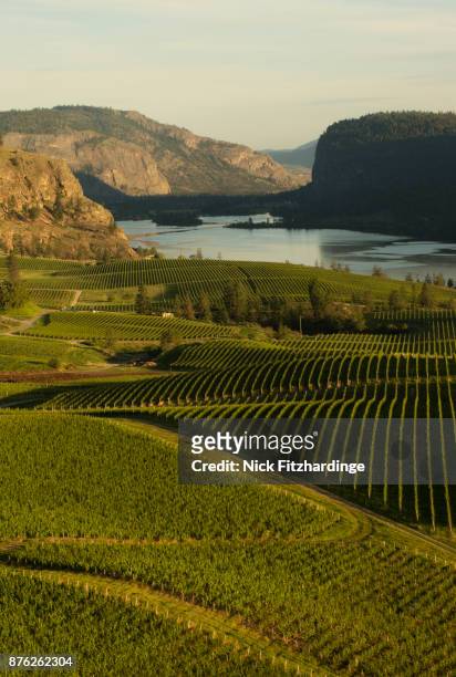 rows of vines in blue mountain vineyard, okanagan valley, british columbia, canada - okanagan vineyard stockfoto's en -beelden