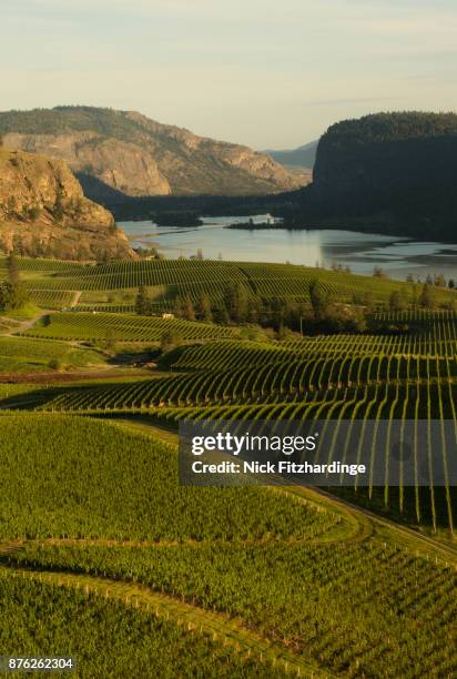 rows of vines in blue mountain vineyard, okanagan valley, british columbia, canada - okanagan valley - fotografias e filmes do acervo